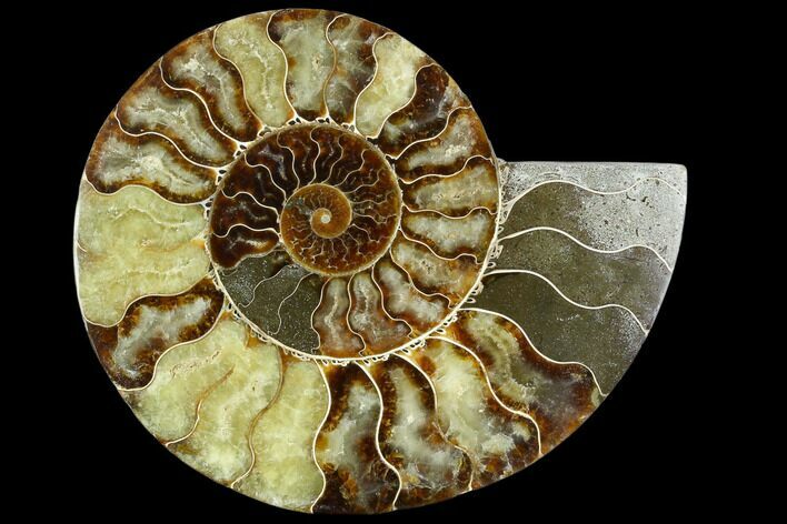 Cut Ammonite Fossil (Half) - Agatized #125568